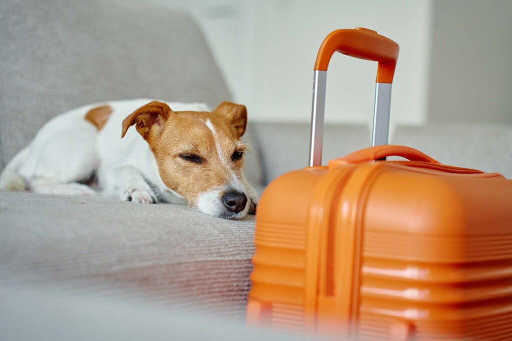 Dog Friendly Rooms