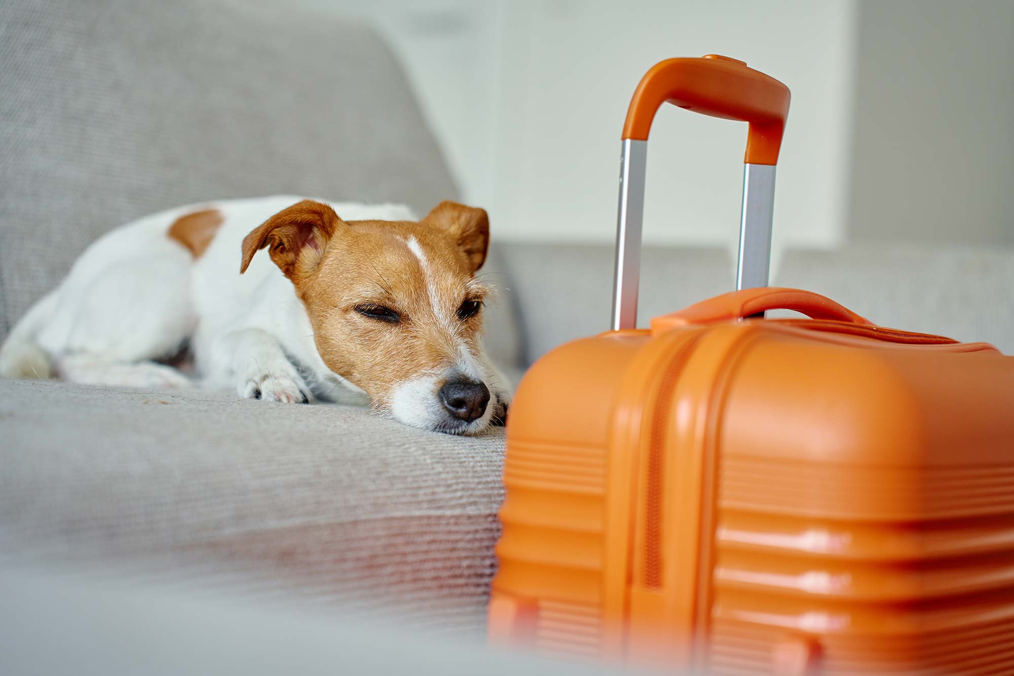 Dog Friendly Rooms