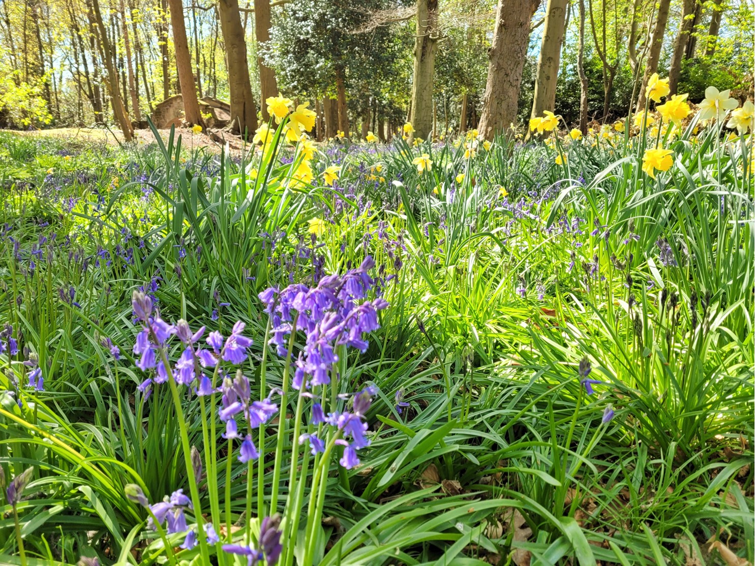 Bluebells in the woodlands at Moor Hall