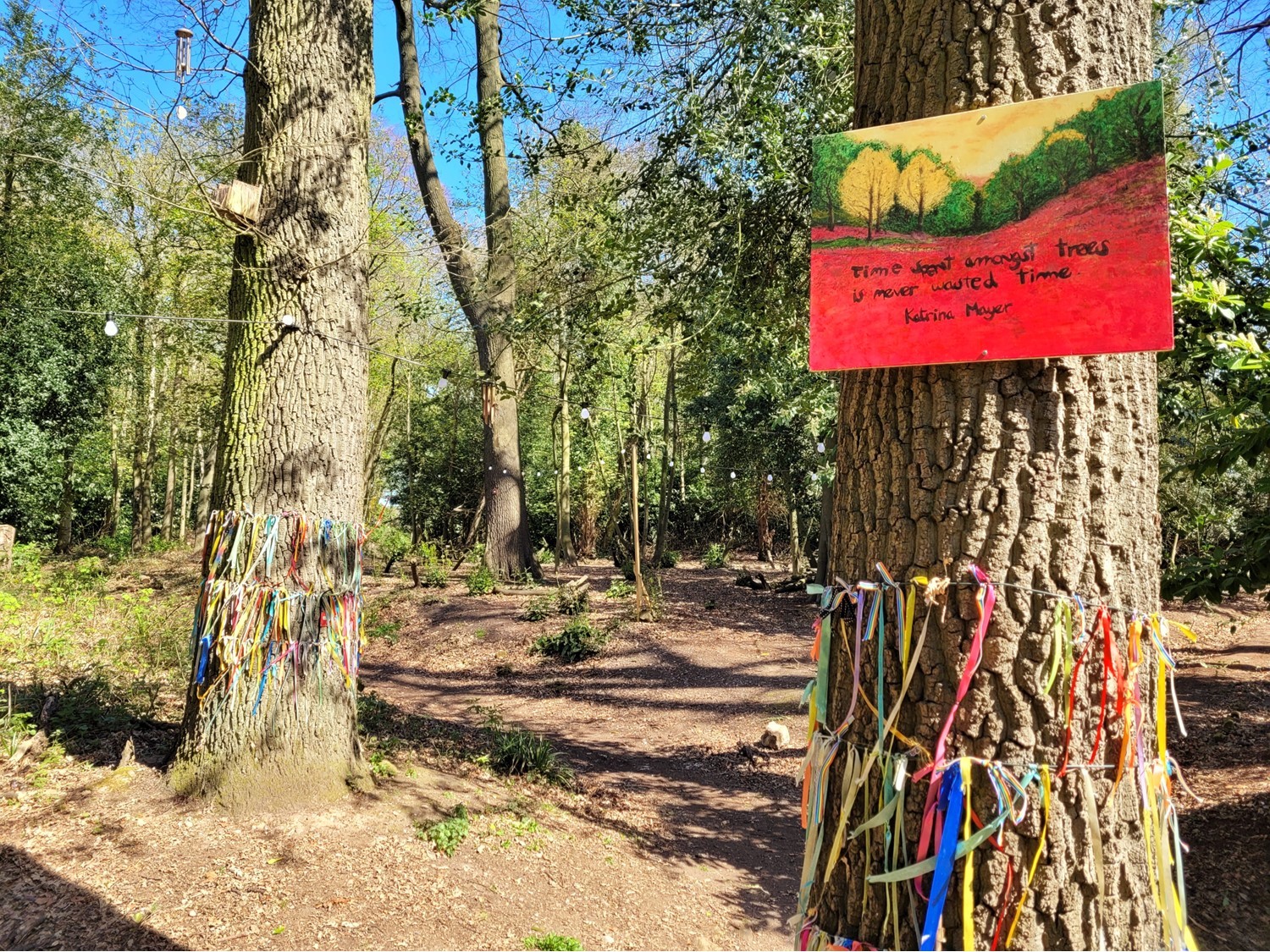 Wish tree with ribbons along the woodland path at Moor Hall