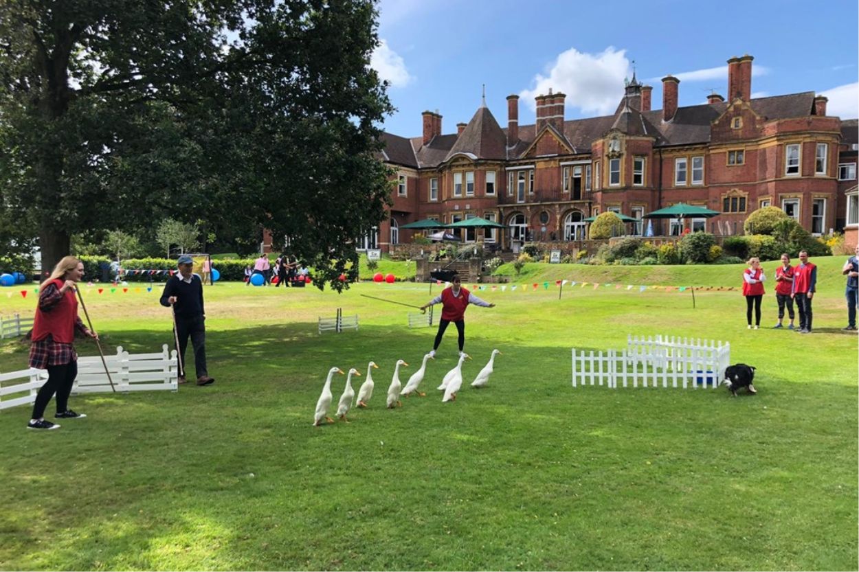 Duck herding team-building activity at Moor Hall
